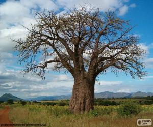 yapboz Afrika Baobap